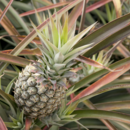 A ripe pineapple ready for picking at Pinata Farms, Wamuran