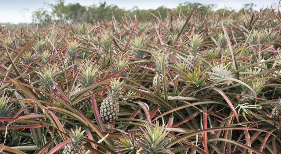A field of ripe pineapples ready for picking at Pinata Farms, Wamuran