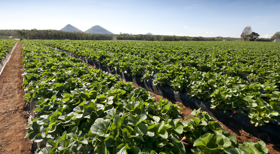 Strawberries grow in the open field at Pinata Farms, Wamuran