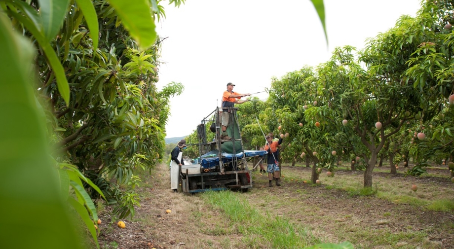 Harvesting underway in the Northern Territory