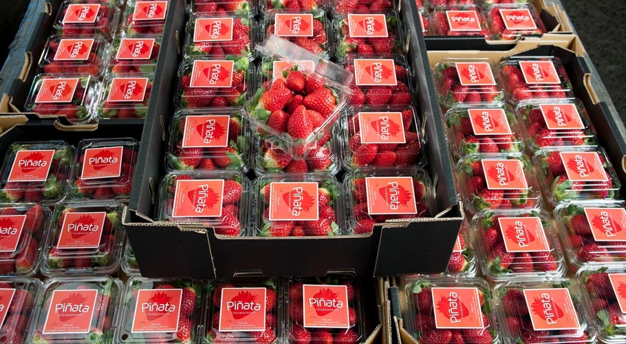 Trays of fresh Pinata strawberries in punnets