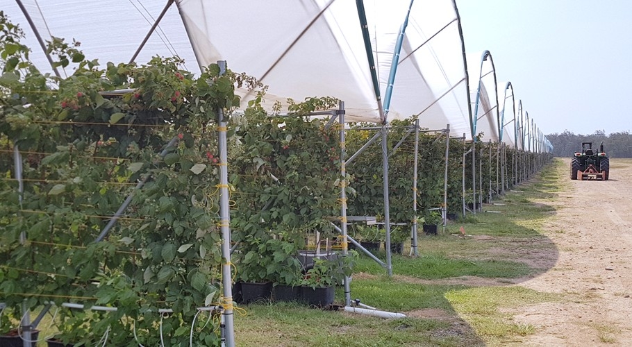 Growing raspberries at Wamuran