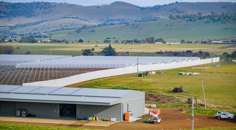 BerryWorld raspberries growing at Orielton, Tasmania