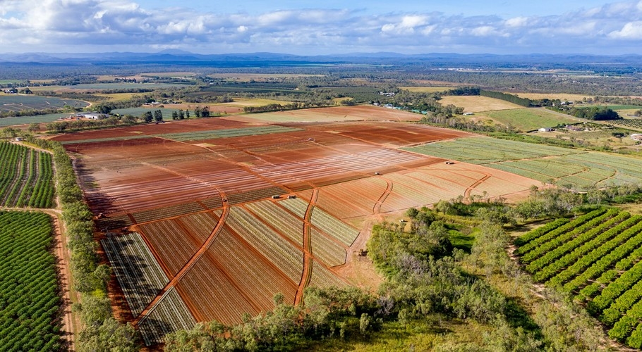 Pineapple planting underway at Mareeba, Far North Queensland