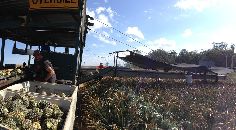 Pineapple pickers operate the harvester during picking season