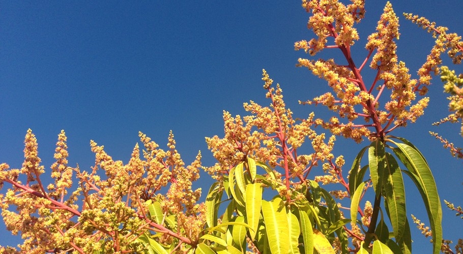 Honey Gold mango trees flowering at Pinata Farms