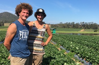 Strawberry pickers Maxim Bedouet and Martin Zenner