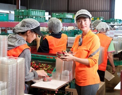 Fresh strawberries being packaged for delivery
