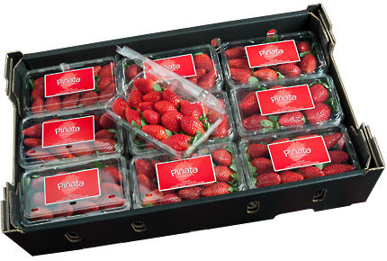 A tray of Pinata strawberry punnets